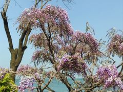 -悦海公园
