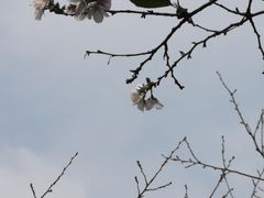 -武汉大学-樱园