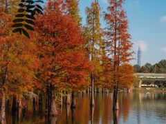 -白鹭湾湿地公园