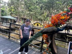 -海南槟榔谷黎苗文化旅游区