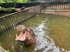 -海南热带野生动植物园