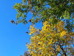 -东升八家郊野公园