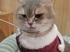 -MOCHA明星猫咖(田子坊店)