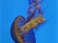 -上海海洋水族馆