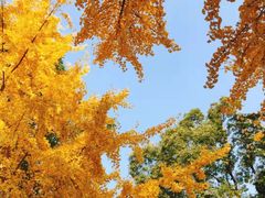 -四川大学(望江校区)