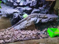 -海南热带野生动植物园