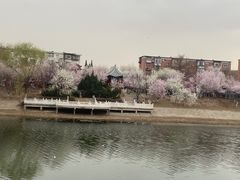 -桃花堤公园