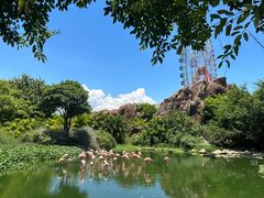 -芽庄珍珠岛游乐园