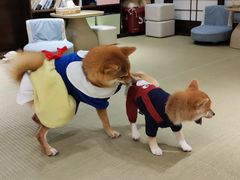 -逗柴咖啡屋·狗咖猫咖宠物桌游