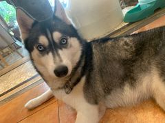 -more than meow吴止猫主题餐厅(承德 中船汇店)