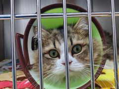 -嘉馨宠物医院·CT影像转诊·心脏科·犬猫全科诊疗中心(下沙大学城院区)