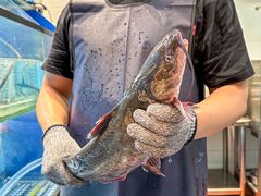 -鱼酷活鱼烤鱼(江宁金鹰店)