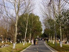 -洋湖国家湿地公园