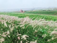 -光明小镇欢乐田园