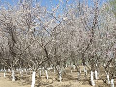 -大兴滨河森林公园