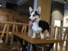 -萌喵咖啡屋(人民东路4号口M16商铺店)