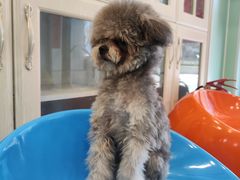 -皮特动物医院(24小时店)