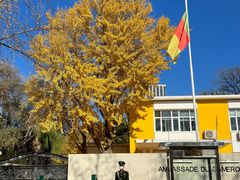 -三里屯东五街银杏大道