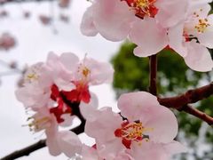 -顾村公园