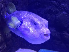 -梦幻海洋王国(吾悦广场张家港店)