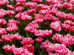 -玄武湖景区-情侣园游乐场