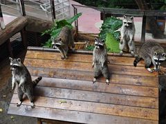 -呀诺达热带雨林