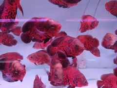 -白佛花鸟鱼虫批发市场小型宠物交易(东区)