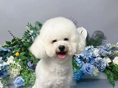 -BABIT巴比特宠物(MOMOPARK店)