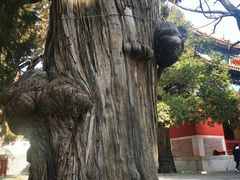 -北京国子监胡同