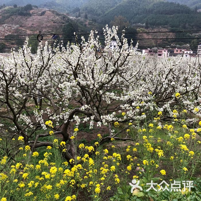 韶关九峰镇花海图片