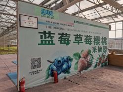 点击看大图 -蓝呗呗蓝莓草莓采摘园(通州区马驹桥店)