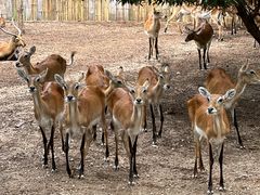 -清迈夜间动物园