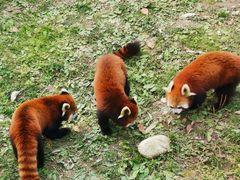 -西安秦岭野生动物园