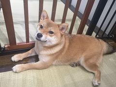 -逗柴咖啡屋·狗咖猫咖宠物桌游