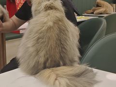 -安格丽娜·狗咖·猫咖羊驼咖(春熙路百盛商场店)