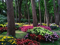 -上海共青森林公园