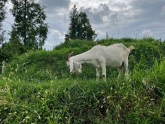 -前小桔亲子创意农场·草莓采摘·露营烧烤