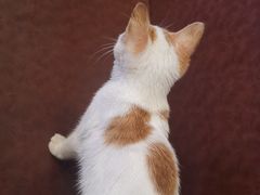 -螺大蛳柳州螺蛳粉·火锅·热干面(西城永捷店)