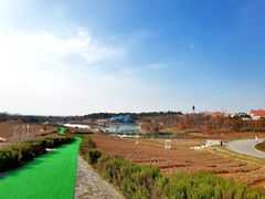 -大塘金香草谷