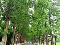 -黄海国家森林公园