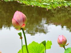 -陈家山荷花公园