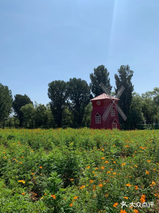东方普罗旺斯薰衣草庄园图片