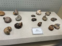 -辽宁古生物博物馆