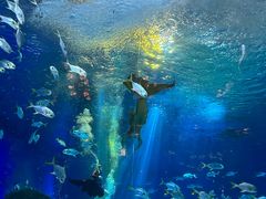 -上海海昌海洋公园