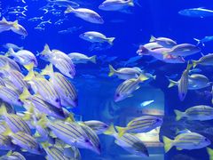 -海合安武汉极地海洋公园