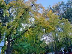 -三里屯东五街银杏大道