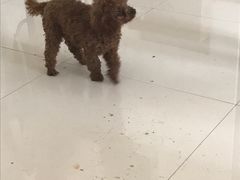 -瑞鹏宠物医院·爱宠堂·骨外专科(西荷分院)