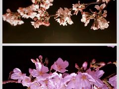 -东湖磨山景区樱花园-停车场