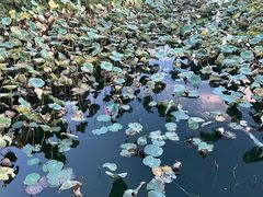 -上海怡沁园度假酒店