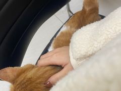 -美联众合动物医院·24h京西诊疗中心